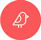 bird transport