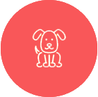 dog transport
