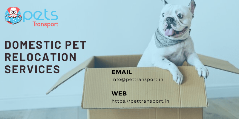 Domestic-Pet-Relocation-Services-min.png